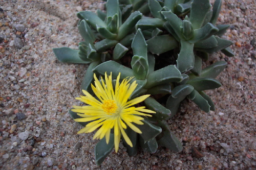 faucaria bosscheana